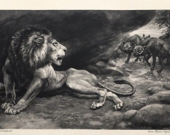 LION and HYENA c.1898 Antique Print, Fine Black & White Engraving