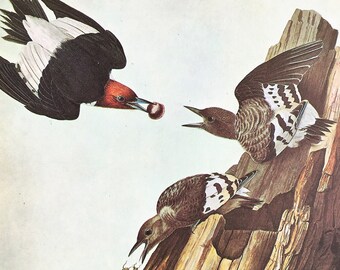 RED HEADED WOODPECKER, 1966 Large Vintage Audubon Bird Print, Colour Lithograph 267