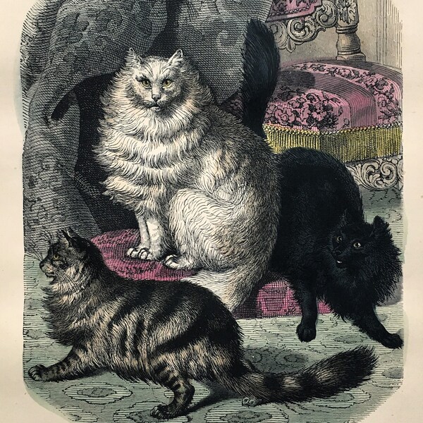 ANGORA CATS Antique Animal Print, c. 1860 Hand Coloured Engraving, Wall Hanging, Home Decor