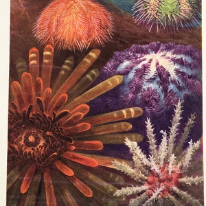 SEA URCHINS Antique Print, Marine Echinoderms, Beautiful 1920 Colour Print, Lithograph