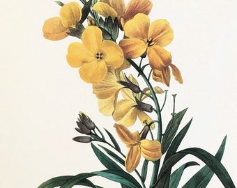 PIERRE REDOUTE, Yellow Wallflowers Flower, 1980s Large Vintage Botanical Colour Print (47), Wall Hanging, Home Decor