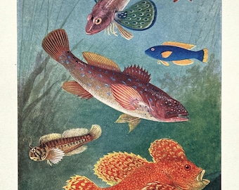 Colorful Tropical Fish Ichthyology Natural History Lithograph