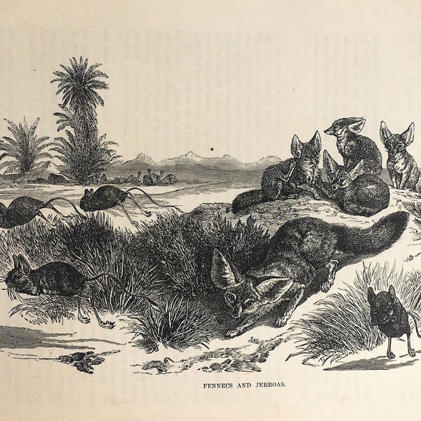 FENNEC FOX & JERBOA Impression antique. Histoire naturelle, v. 1880 Gravure blanche noire, tenture murale, décoration intérieure