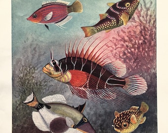Colorful Tropical Fish Ichthyology Natural History Lithograph