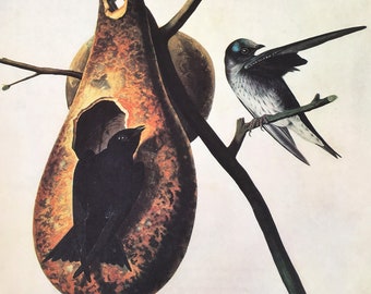 PURPLE MARTIN, 1966 Large Vintage Audubon Bird Print, Colour Lithograph 86