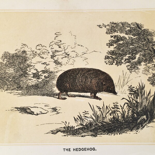 c.1850 Hedgehog Antique Animal Print - Coloured Woodblock Engraving - Home Decor, Wall hanging