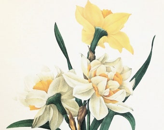 PIERRE REDOUTE, Yellow Narcissus Daffodil Flower, 1980s Large Vintage Botanical Colour Print (82), Wall Hanging, Home Decor