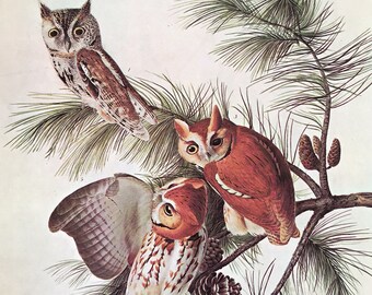 SCREECH OWL, 1966 Large Vintage Audubon Bird Print, Colour Lithograph 26