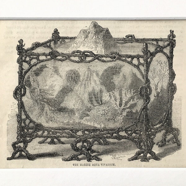 AQUA VIVARIUM or Fish Tank, Antique Print, Matted/ Mounted 1880s Black and White Wood Engraving