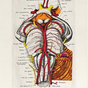 BRAIN ANATOMY 1930s Vintage Print, Central Nervous System, Colour ...