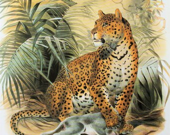 Leopard Cat Print, Large Vintage Big Cat Print by Joseph Wolf, Wild Cat c. 1990 Colour Book Plate