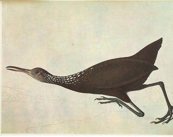 LIMPKIN Mounted AUDUBON Bird Print, 1966 Vintage Colour Lithograph - 149