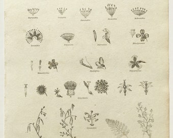 C.1810 Antique BOTANICAL Print, Leaves, Flowers, Petals, Black & White Steel Engraving