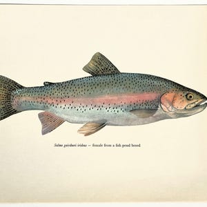 RAINBOW Trout Vintage Fish Print, 1960s Colour Print, Home Decor, Wall Hanging