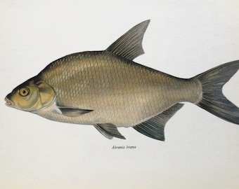 BREAM 1960s Vintage Fish Print, Colour Lithograph, Home Decor, Wall Hanging