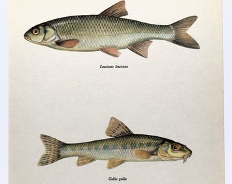 DACE & GUDGEON Vintage Fish Print, 1960s Colour Print, Home Decor, Wall Hanging