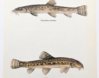 Loach  Etsy
