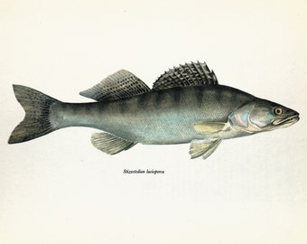 PIKE-PERCH or ZANDER 1960s Fish Print, Colour Print, Home Decor, Wall Hanging