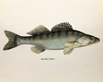 PIKE-PERCH or ZANDER 1960s Fish Print, Colour Print, Home Decor, Wall Hanging