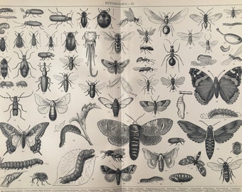 ENTOMOLOGY, Insekten, Käfer, Motten, Schmetterlinge etc c. 1880 Antike Schwarz-Weiß-Faltgravur