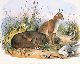 20 Large Vintage Big Cat Prints by Joseph Wolf, c. 1990 Colour Book Plates - You Choose!