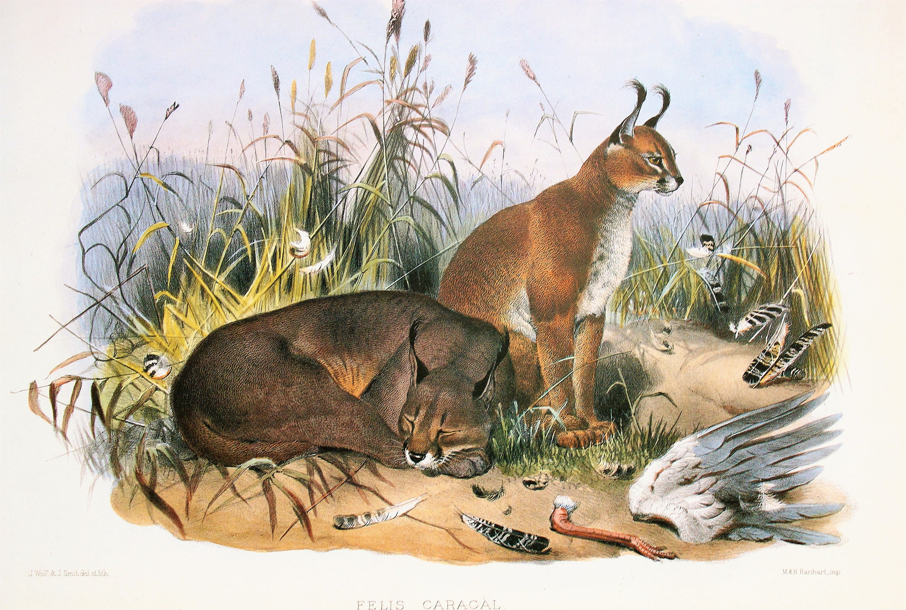 信州まなぶ ポスター Caracal Artwork Caracal Cat Print, Large Vintage Big Cat Print by Joseph