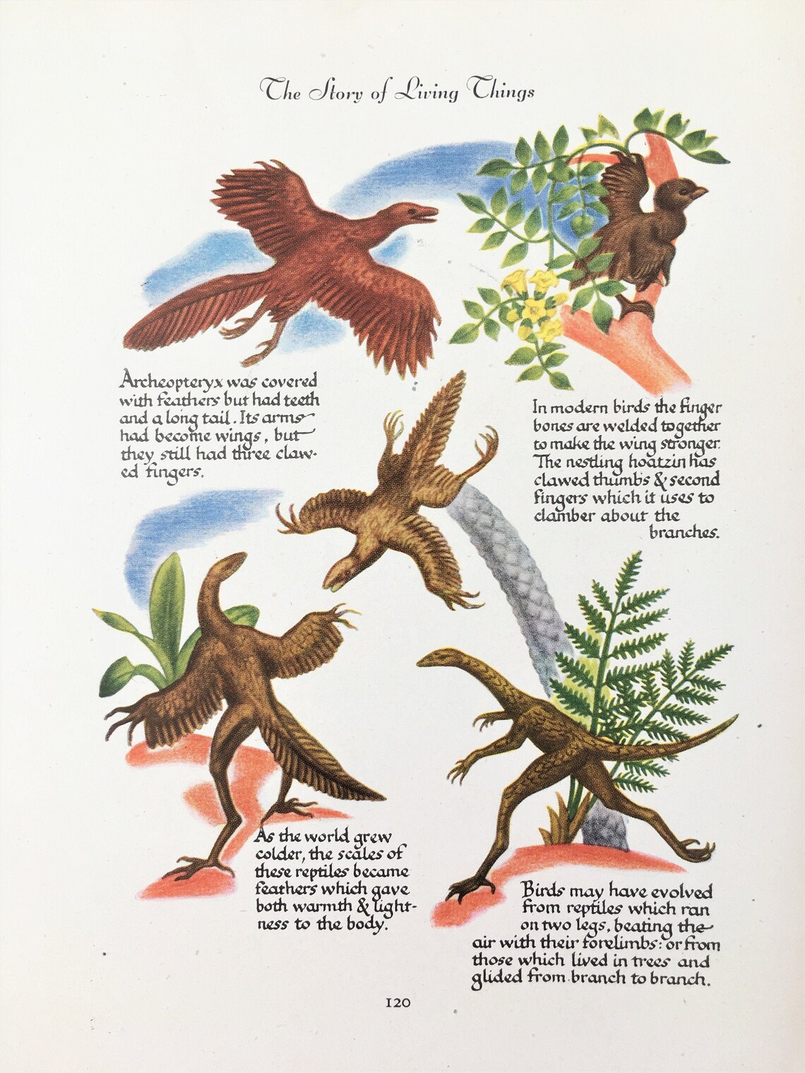 History Of Dinosaurs And Birds – MOGO