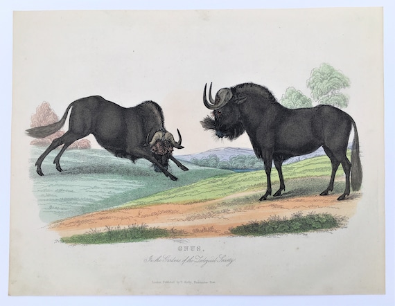 Large Antique Animal Print Gnus or Wildebeest C. 1856 - Etsy Norway Large Antique Animal Print Gnus or Wildebeest C. 1856 - Etsy Norway