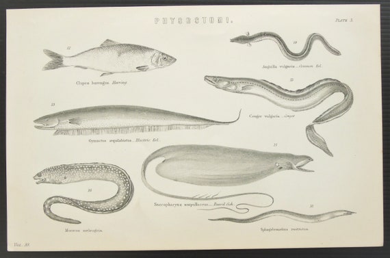 10s Impresion De Pescado Antiguo Anguila Conger Moray Etsy