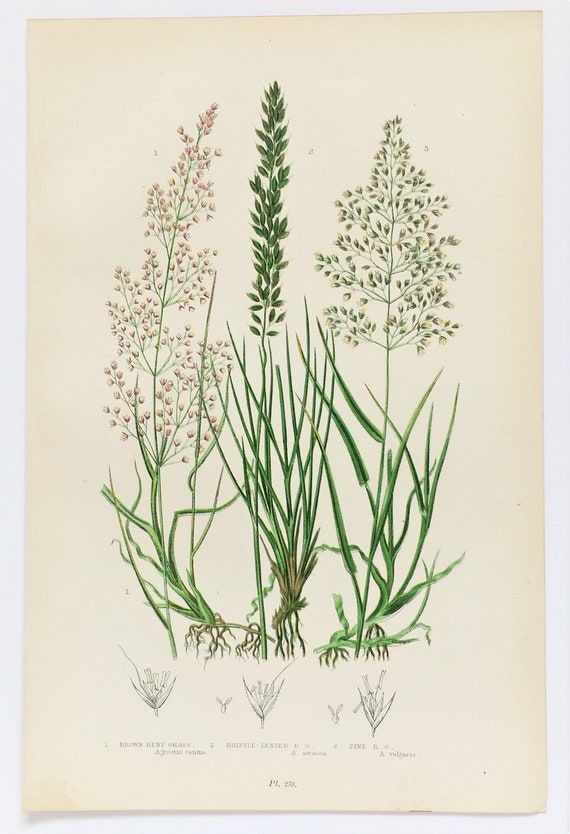 Cereals 250 Wild Flowers, Carex Grass Anne Pratt Antique Botanical Print Grasses