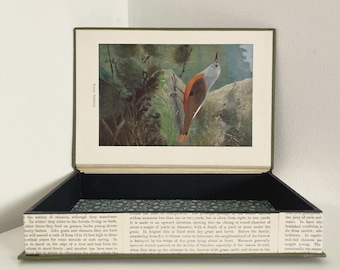 Caja fuerte con forma de libro hueco, caja para anillos de boda, caja de almacenamiento secreta: enciclopedia antigua de la fauna mundial, zorzal roquero