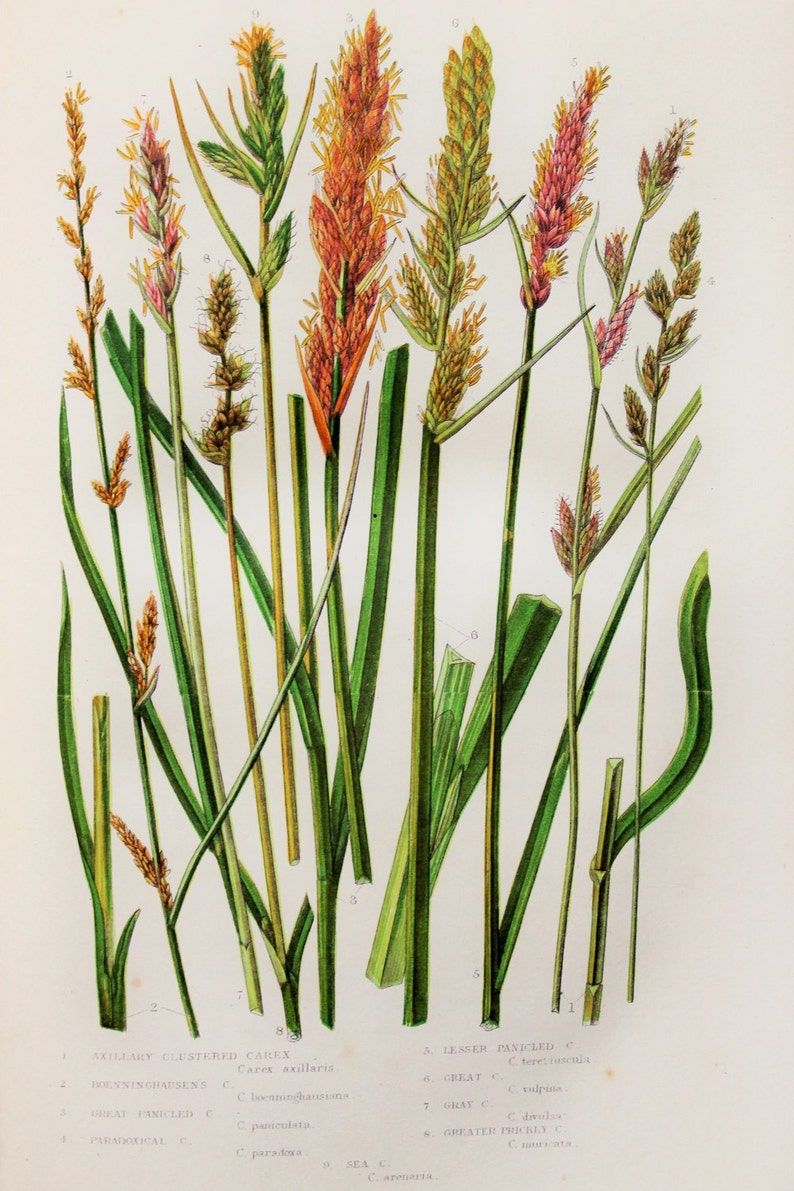 Cereals 250 Wild Flowers, Carex Grass Anne Pratt Antique Botanical Print Grasses