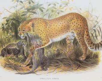 20 Large Vintage Big Cat Prints by Joseph Wolf, c. 1990 Colour Book Plates - You Choose!
