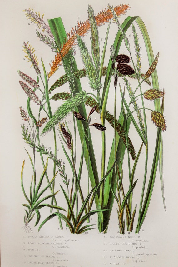 Cereals 250 Wild Flowers, Carex Grass Anne Pratt Antique Botanical Print Grasses