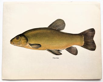 TENCH Vintage Fish Print, 1960s Colour Print, Home Decor, Wall Hanging