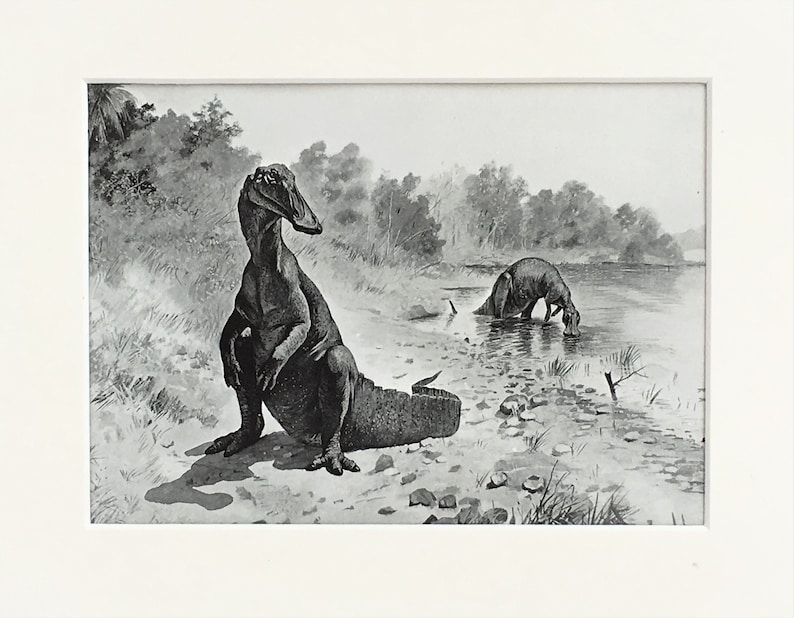 HADROSAURUS DINOSAUR, Antique Natural History Print. 1920 Black & White Lithograph, Wall Hanging, Home Decor image 2