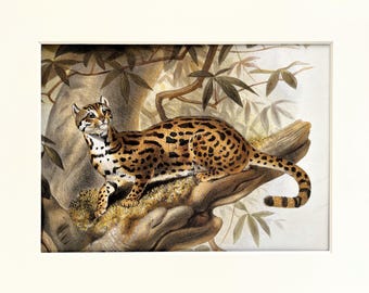 20 Mounted Big Cat Prints by Joseph Wolf, c. 1990 Colour Book Plates - You Choose!