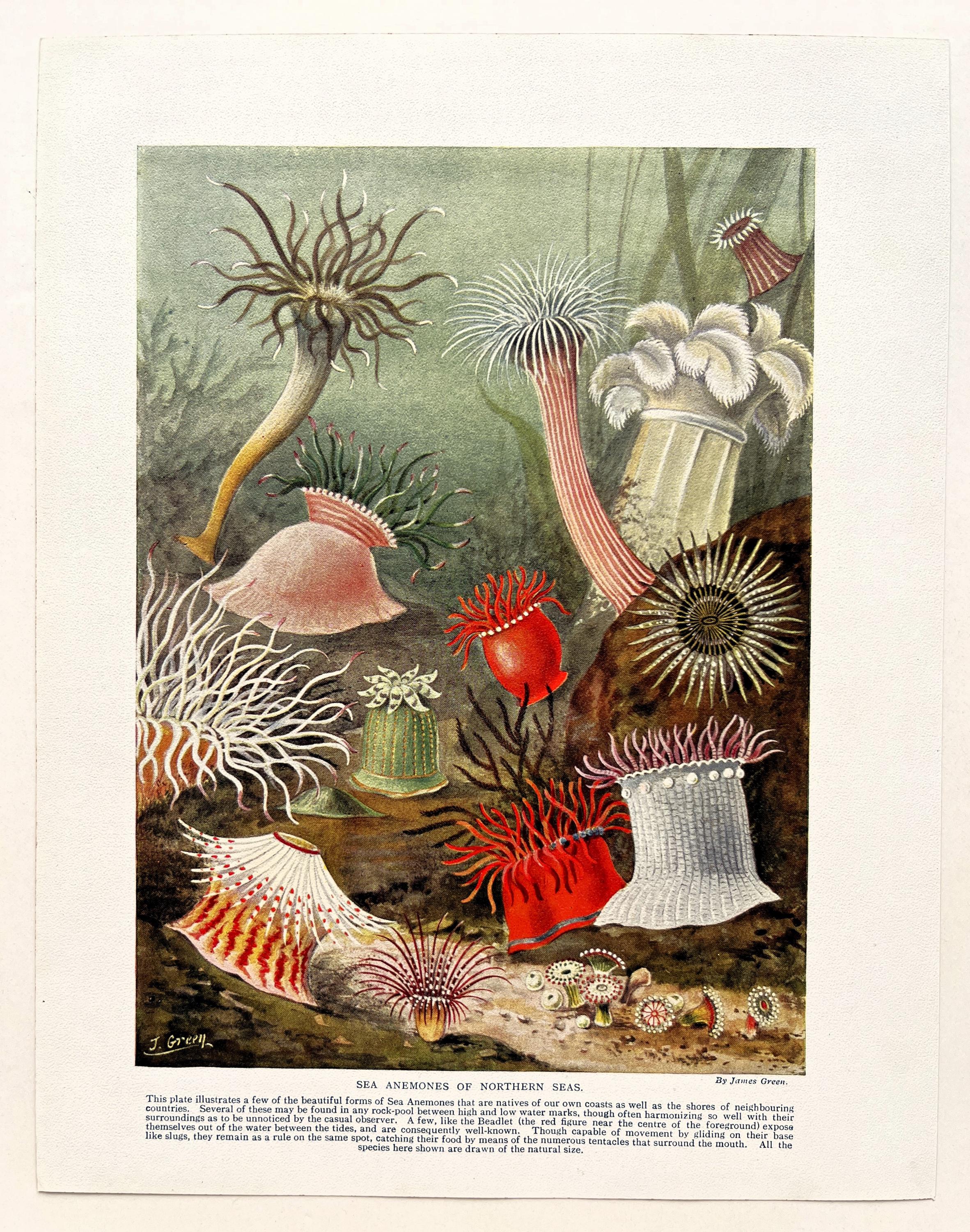 SEA ANEMONE Antique Print, Marine, Beautiful 1920 Colour Print