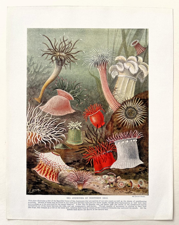 SEA ANEMONE Antique Print, Marine, Beautiful 1920 Colour Print