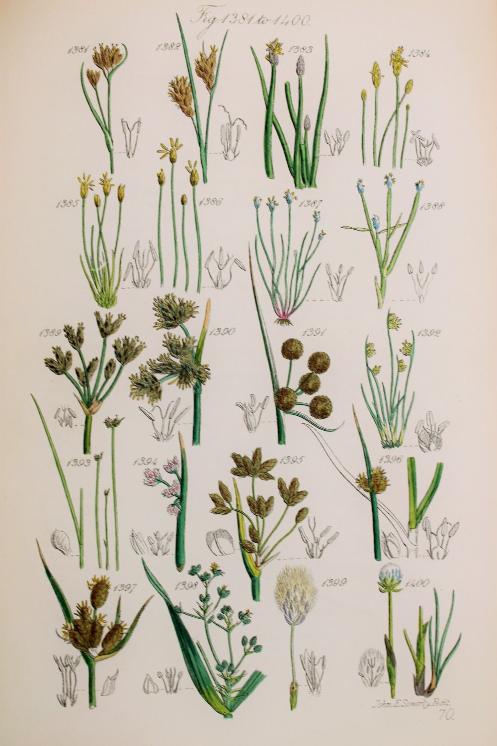 Antique Botanical Print By James Sowerby 1876 Hand Coloured Etsy