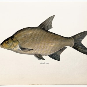 Puede incluir: Ilustración de un pez brema, Abramis brama, en tonos grises, marrones y amarillos. El pez se representa de perfil, mostrando sus escamas, aletas y cola. El nombre científico está impreso debajo.