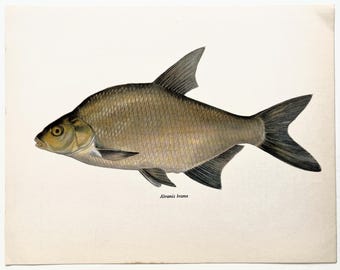 BREAM 1960s Vintage Fish Print, Colour Lithograph, Home Decor, Wall Hanging