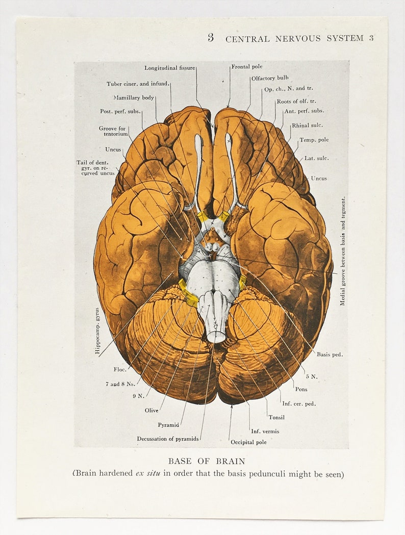 BRAIN ANATOMY 1930s Vintage Print Central Nervous System - Etsy