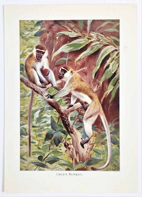 GREEN MONKEY PRINT Antique lithograph from 1883
