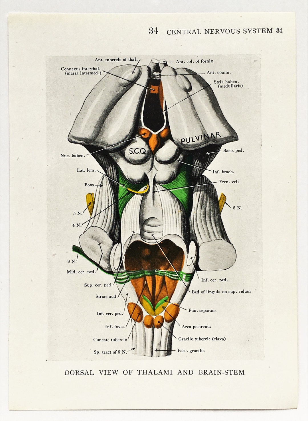 BRAIN ANATOMY 1930s Vintage Print, Central Nervous System, Colour ...