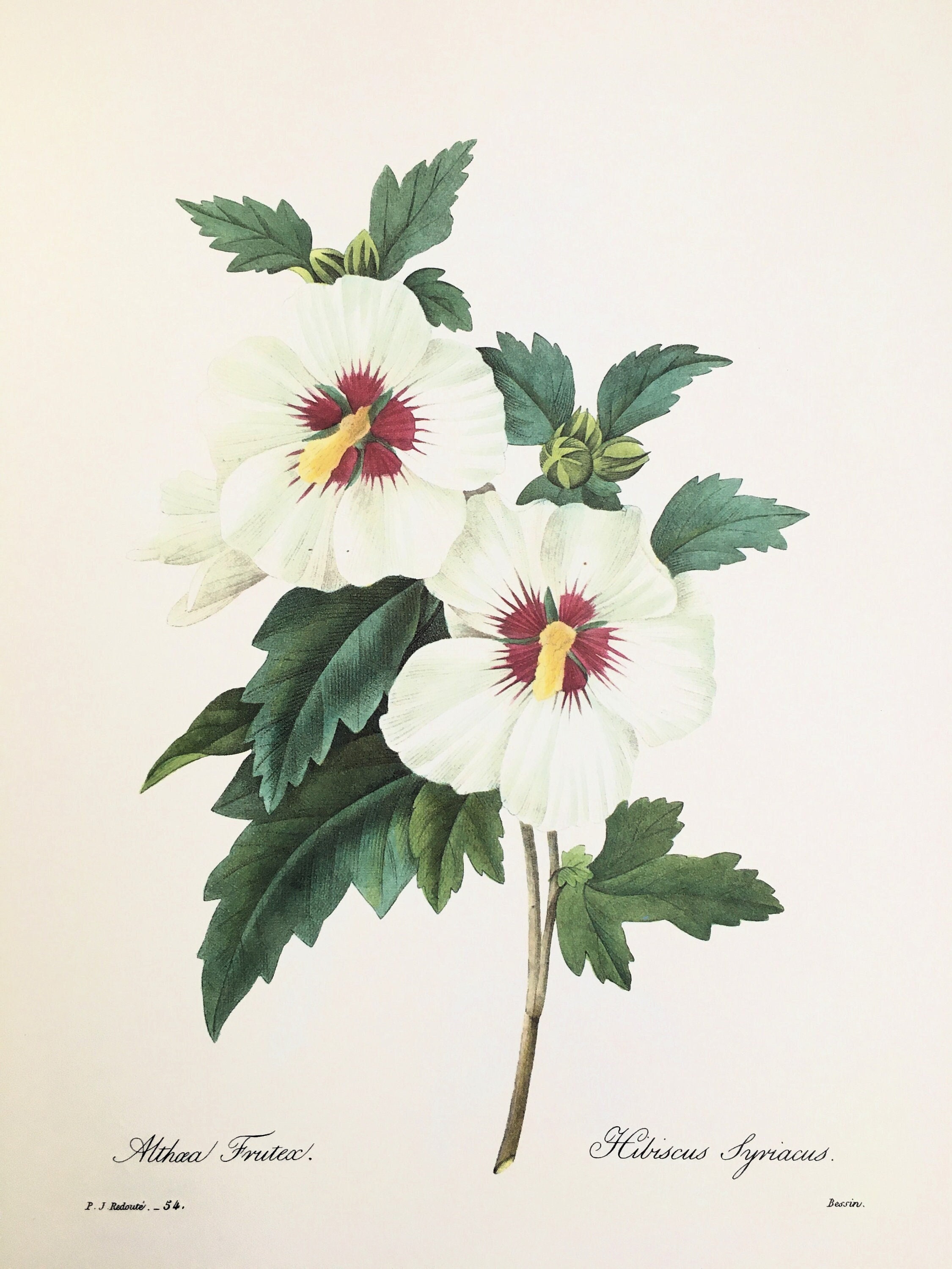1952 Fleurs Timbre-poste Set // Congo belge Vintage Postal Ephemera //  Botanique // Lotus bleu // Hibiscus rouge // Orchidée // Trompette -   Canada