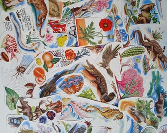 Colourful vintage natural history 50+ pieces - illustrations paper ephemera pack for junk journal, scrapbook, craft, decoupage, collage