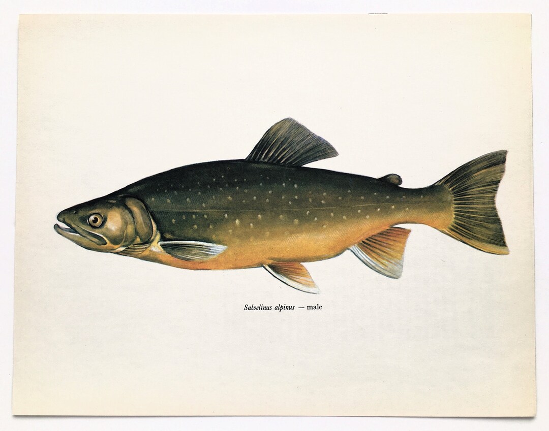 Elpine Fish ALPINE CHAR Vintage Fish Print, 1960s Colour Print, Home Decor, Wall ...