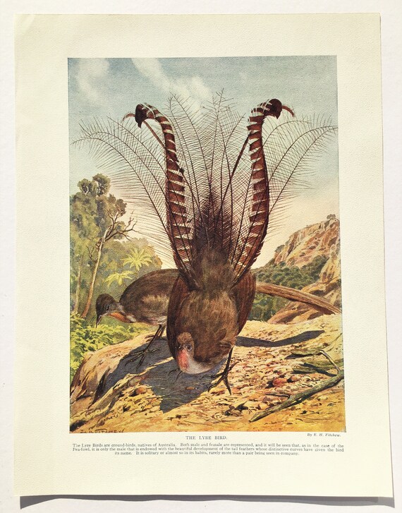 Antique Lyre Bird Print, Australian Bird, Beautiful 1920 Colour