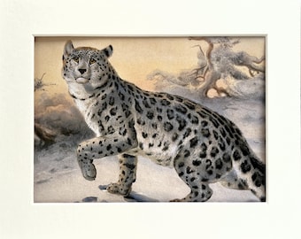 18 Mounted Big Cat Prints by Joseph Wolf, c. 1990 Colour Book Plates - You Choose!